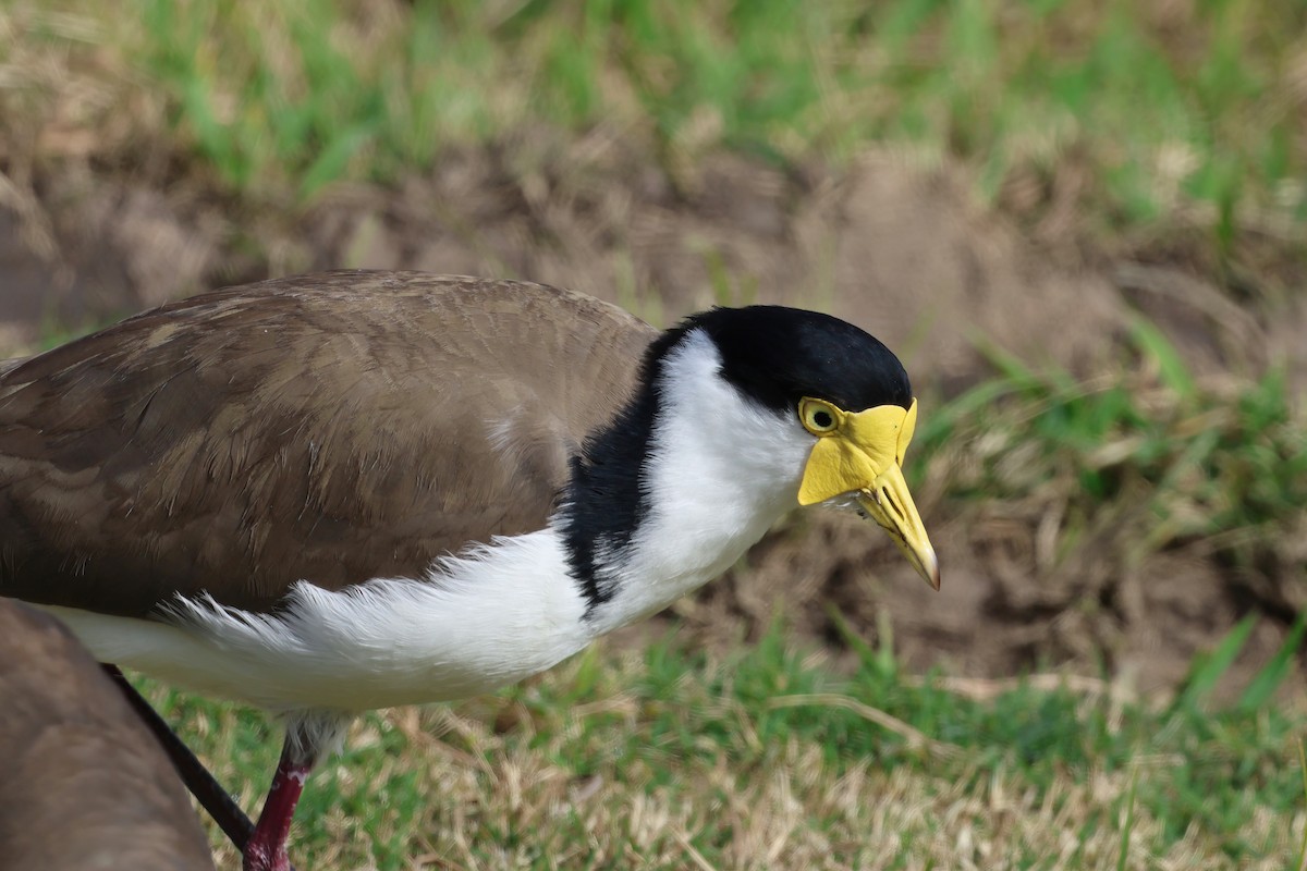 Masked Lapwing (Black-shouldered) - ML638995785
