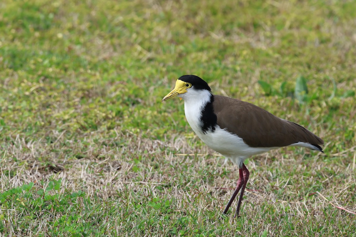 Masked Lapwing (Black-shouldered) - ML638995786