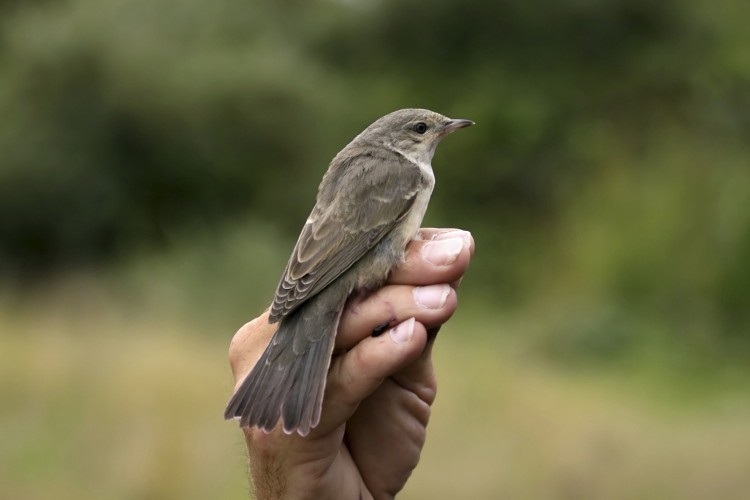 Barred Warbler - ML638995793