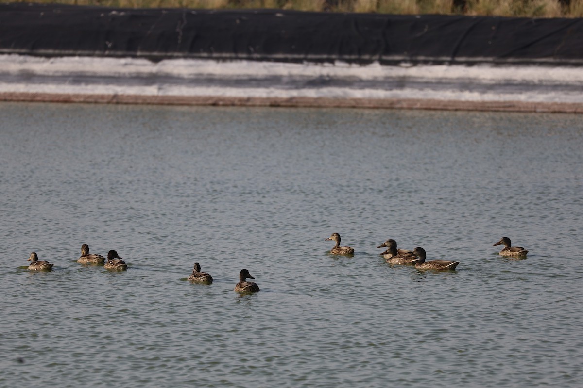 Mallard - ML638995794
