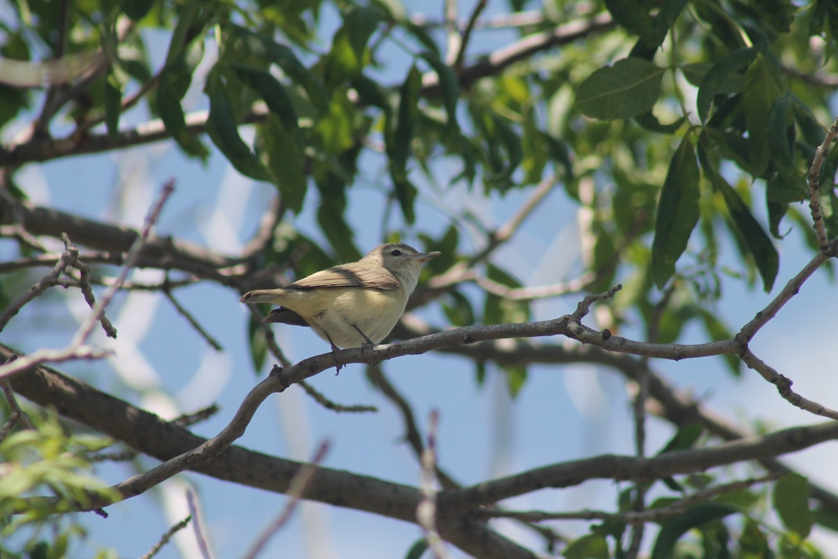 Warbling Vireo - ML638995795