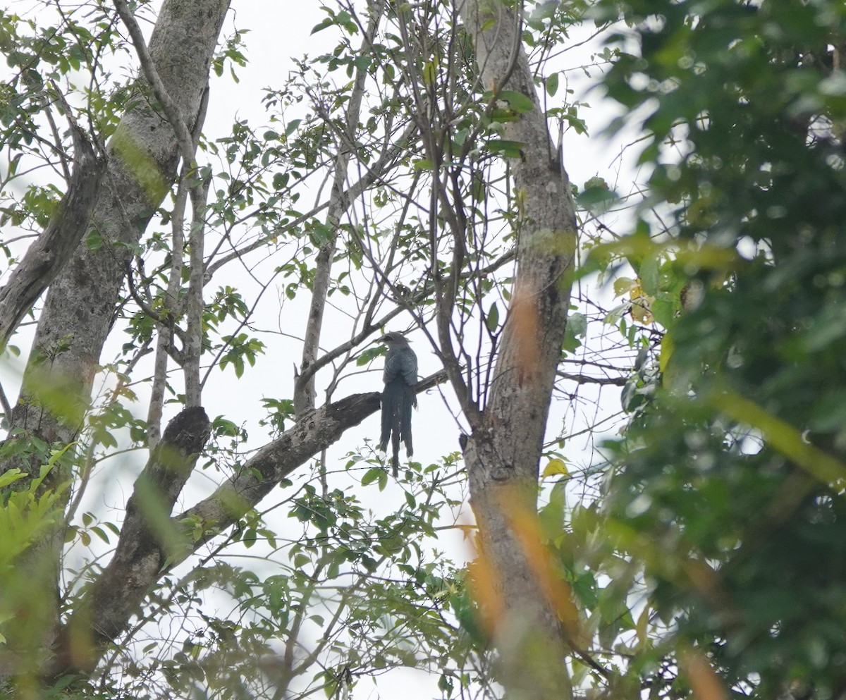 Green-billed Malkoha - ML638995796