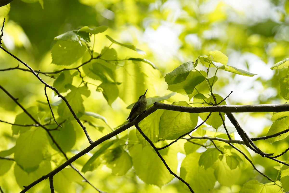 Ruby-throated Hummingbird - ML638995802