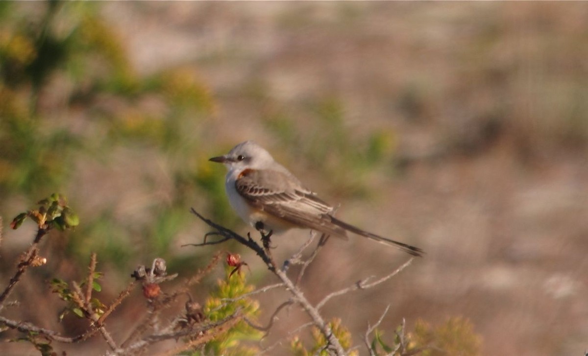 Scissor-tailed Flycatcher - ML63899581