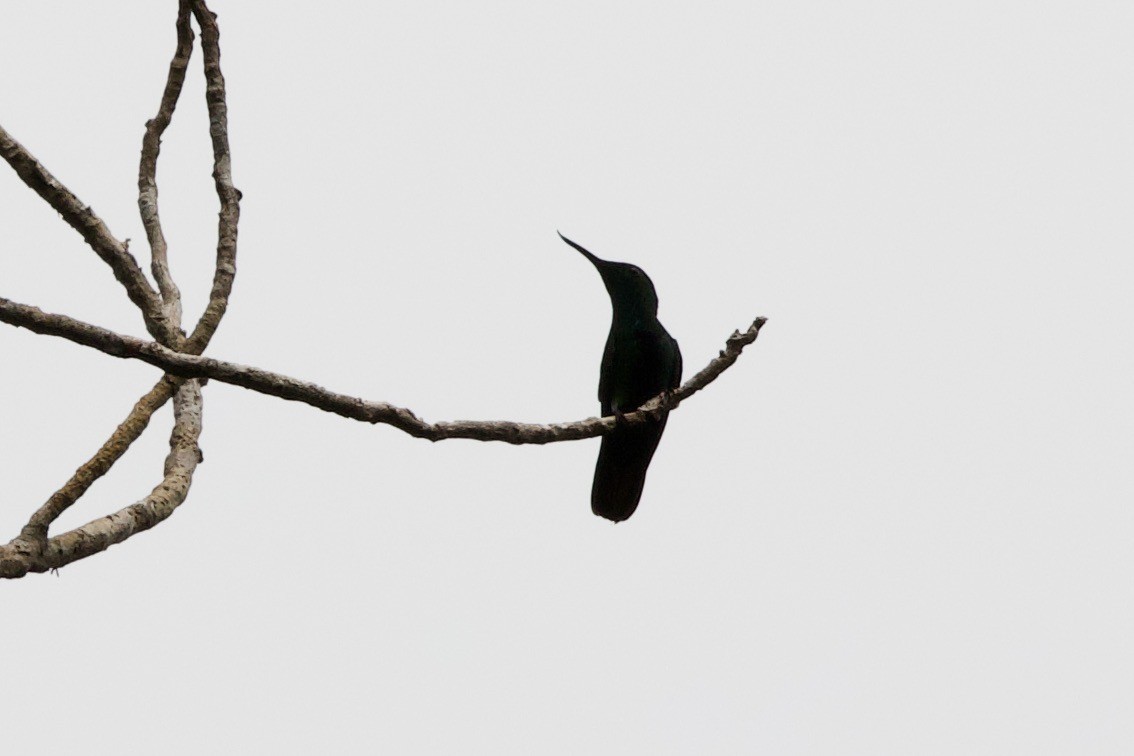 Fiery-tailed Awlbill - ML638995843