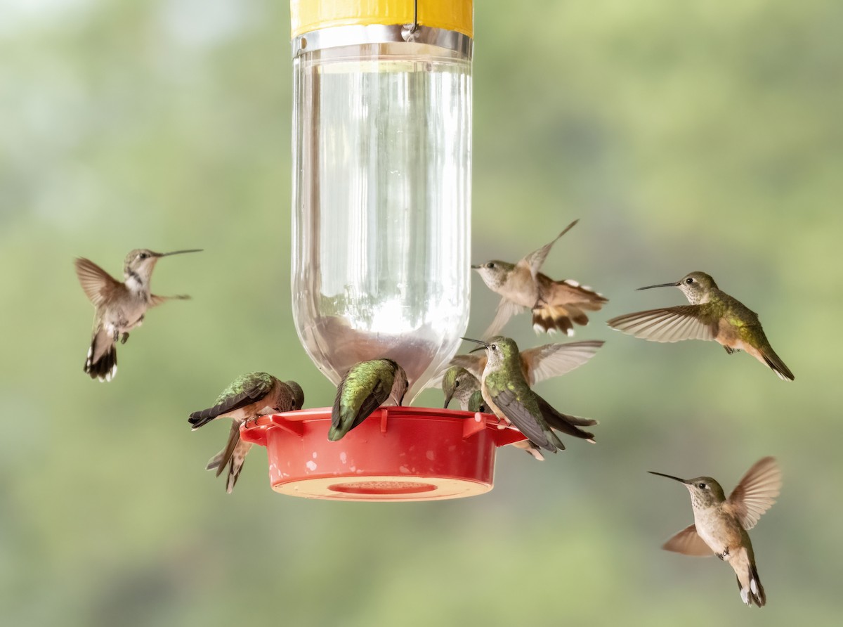 Broad-tailed Hummingbird - ML638995859