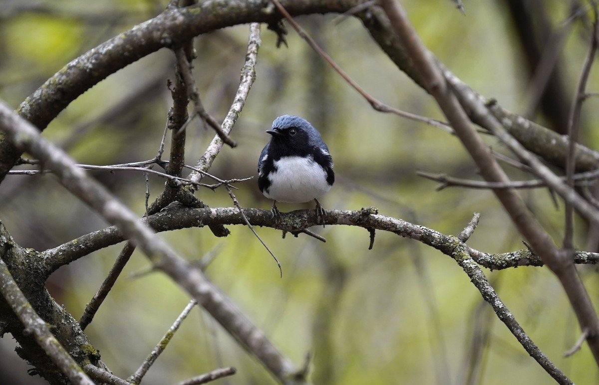 Paruline bleue - ML638995864