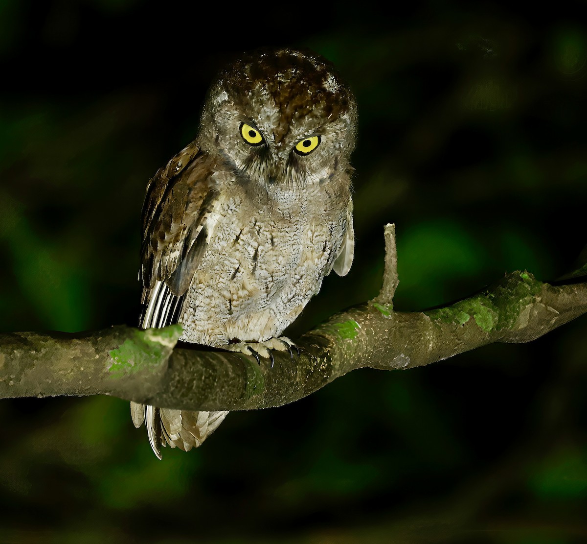 Principe Scops-Owl - ML638995867