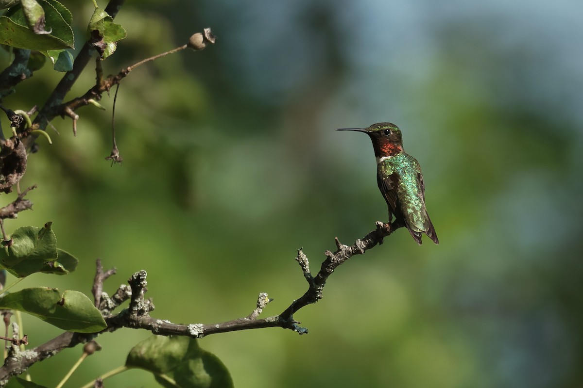 Colibri à gorge rubis - ML638995872