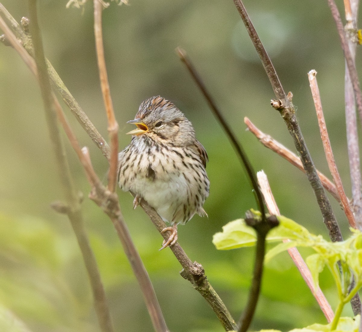 Lincoln's Sparrow - ML638995873
