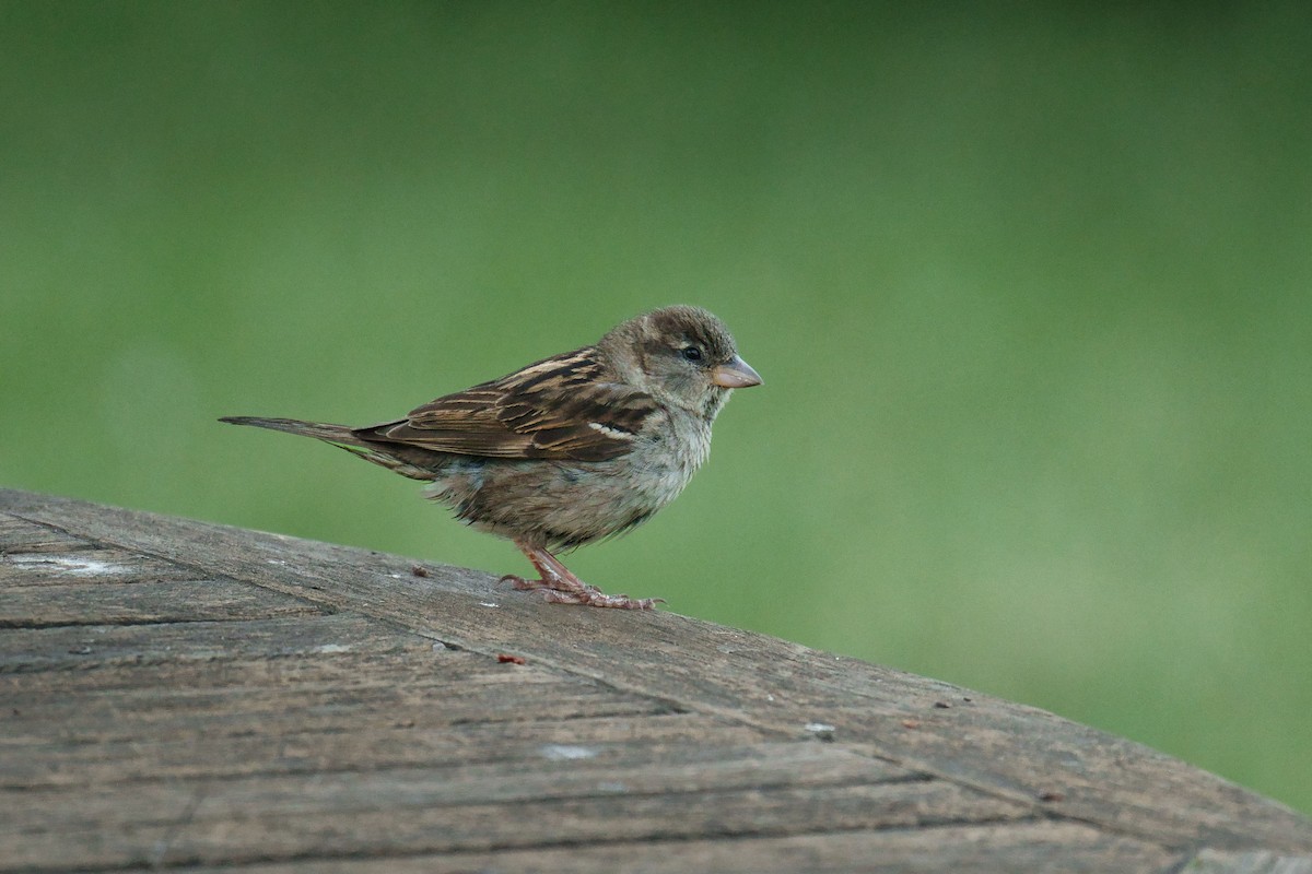 Moineau domestique - ML638995880