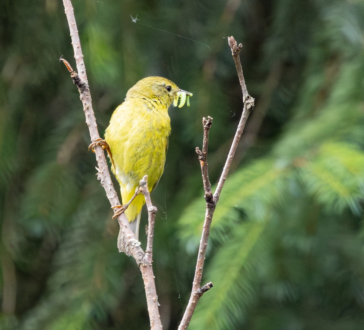 Orange-crowned Warbler - ML638995882