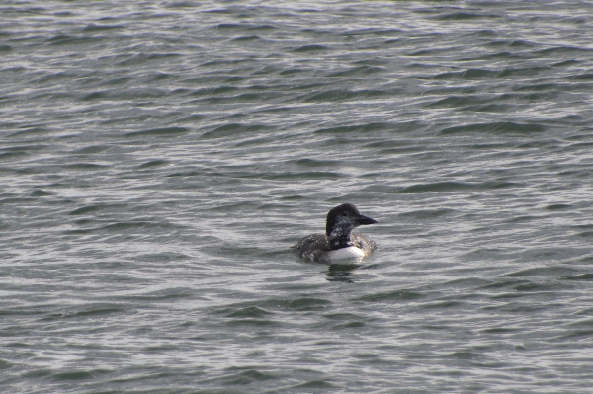 Plongeon huard - ML638995883