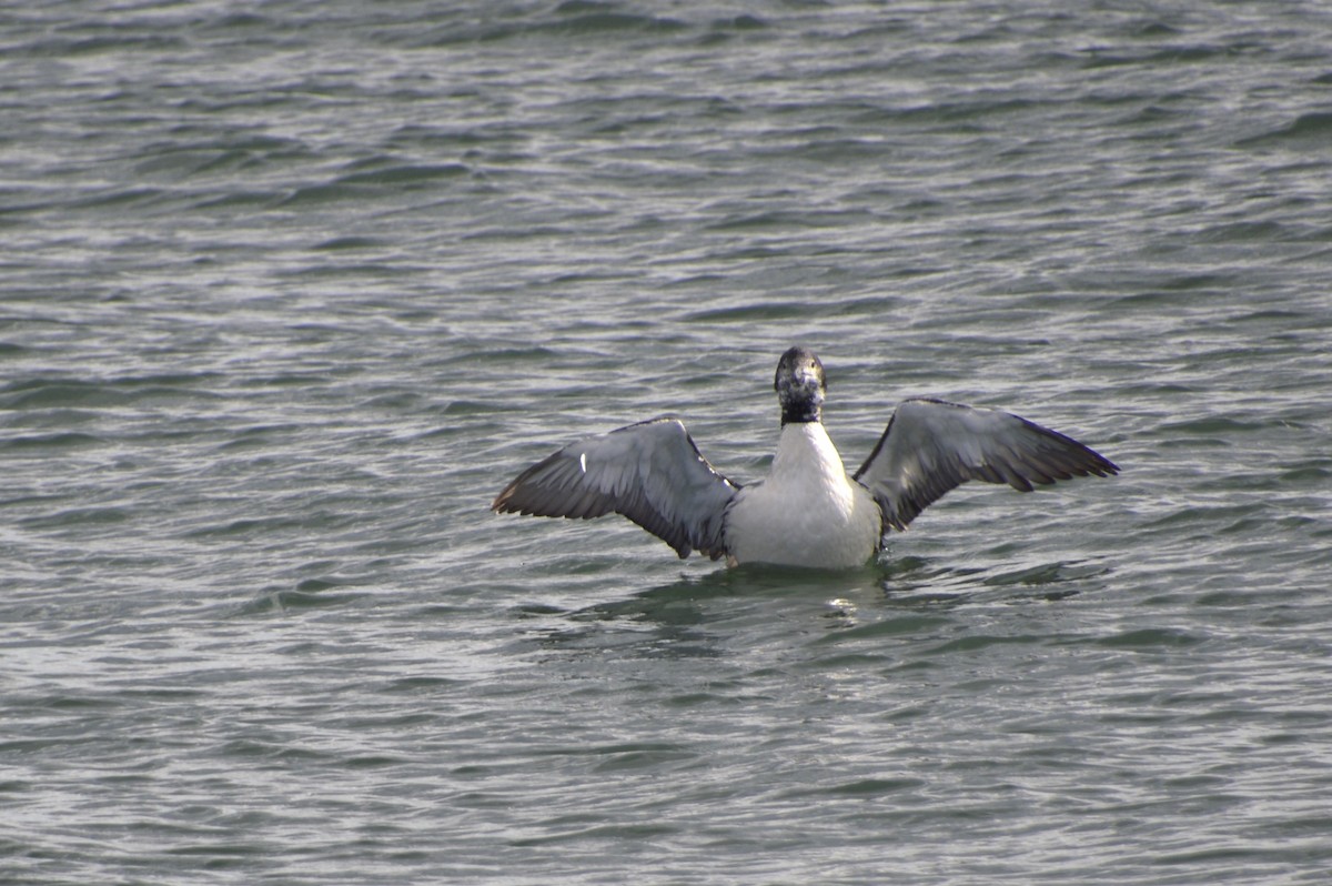 Plongeon huard - ML638995884