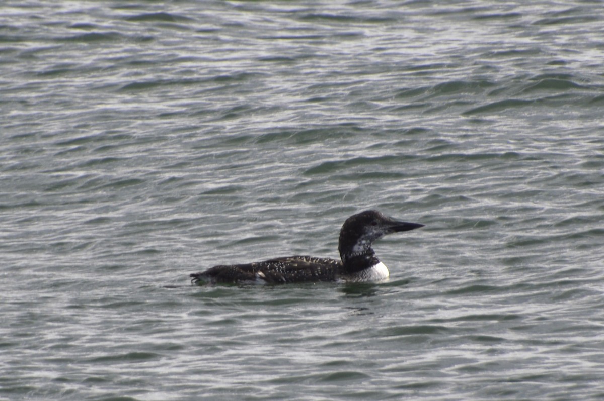 Plongeon huard - ML638995886
