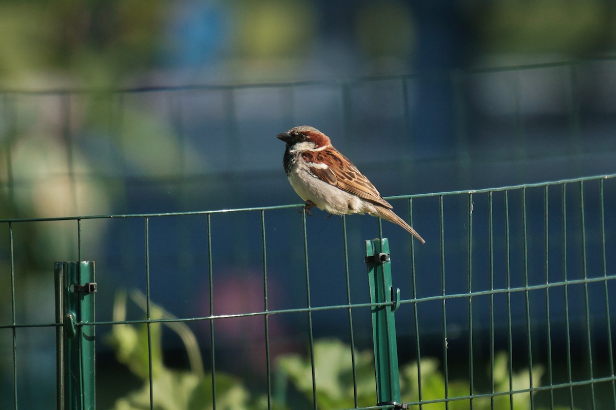 Moineau domestique - ML638995893