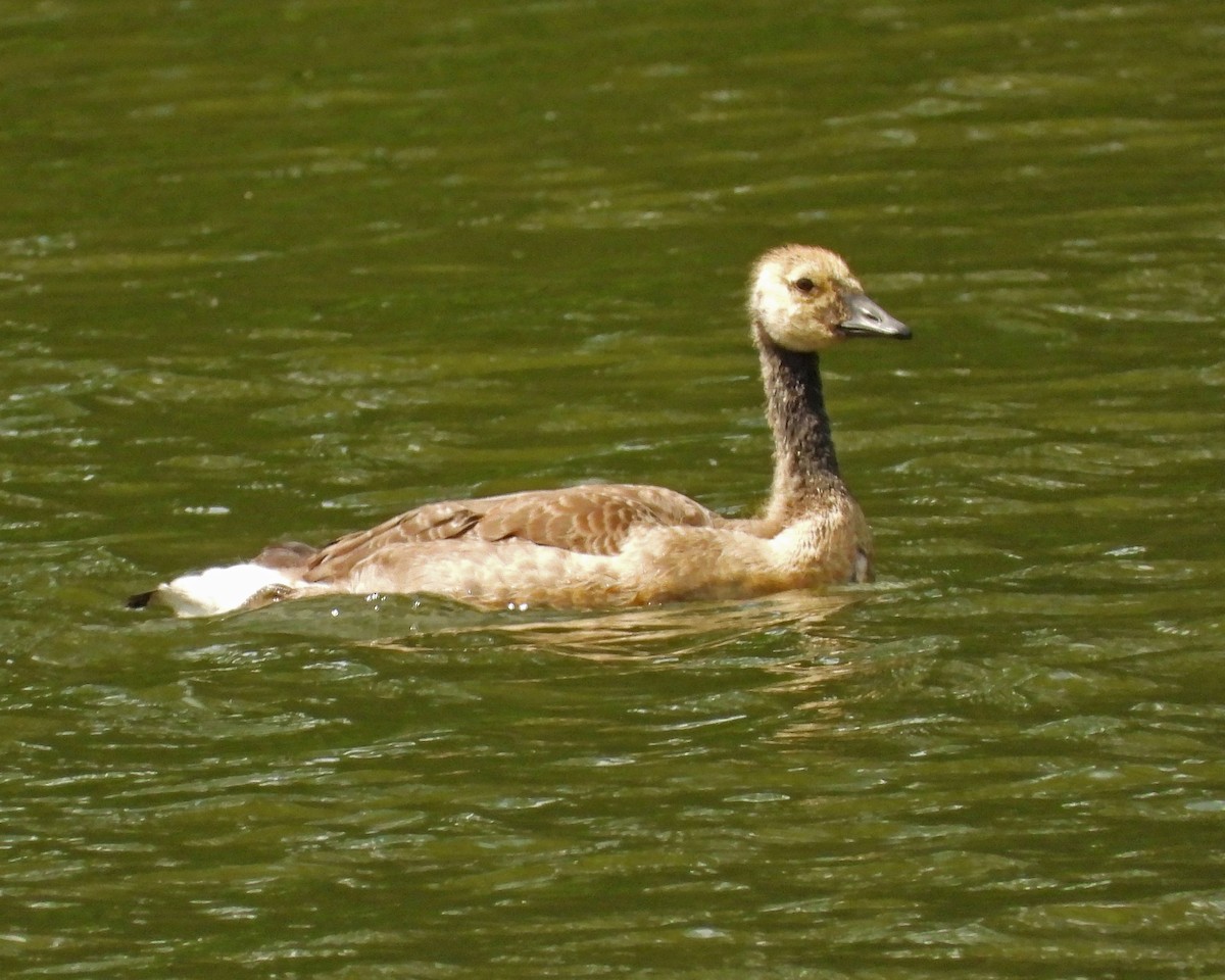 Branta kanadar handia - ML638995906