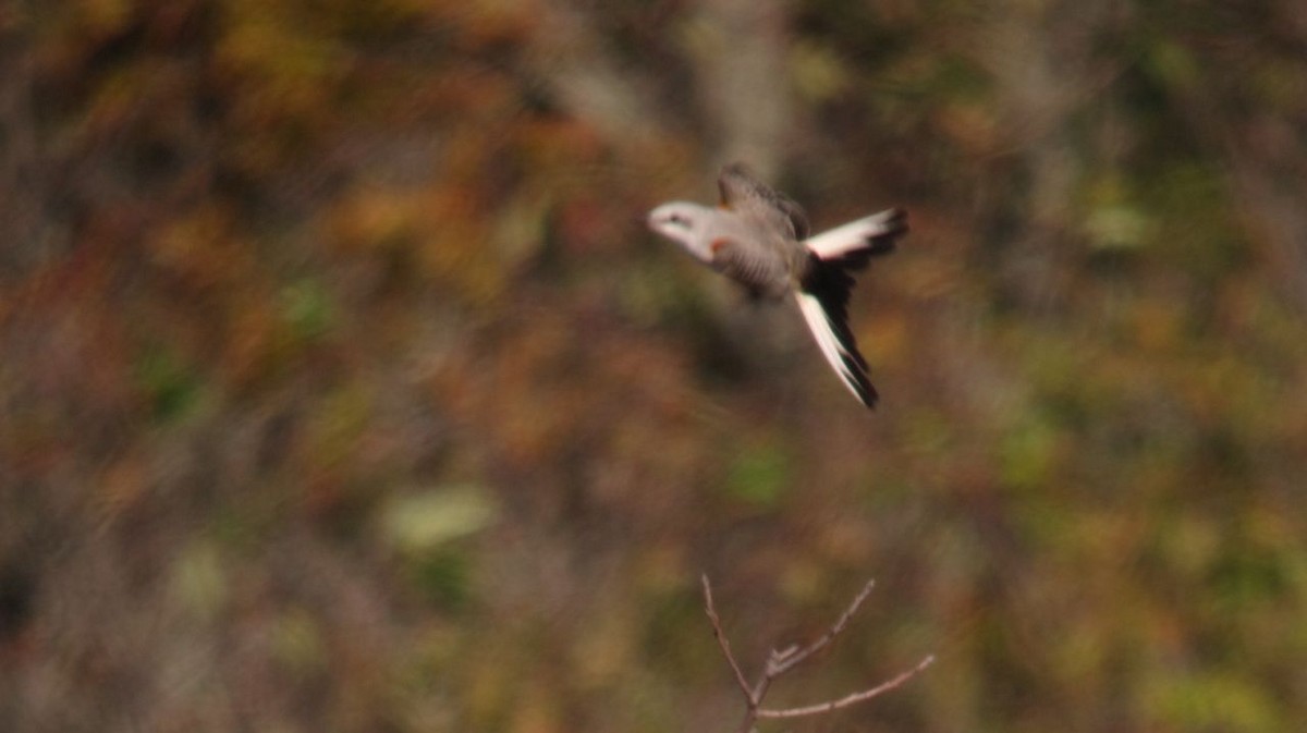 Scissor-tailed Flycatcher - Shai Mitra