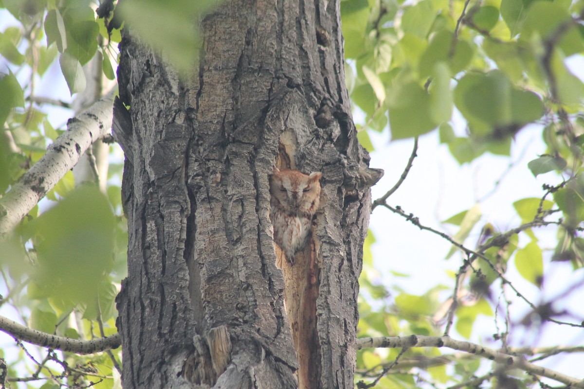 Eastern Screech-Owl - ML638995920