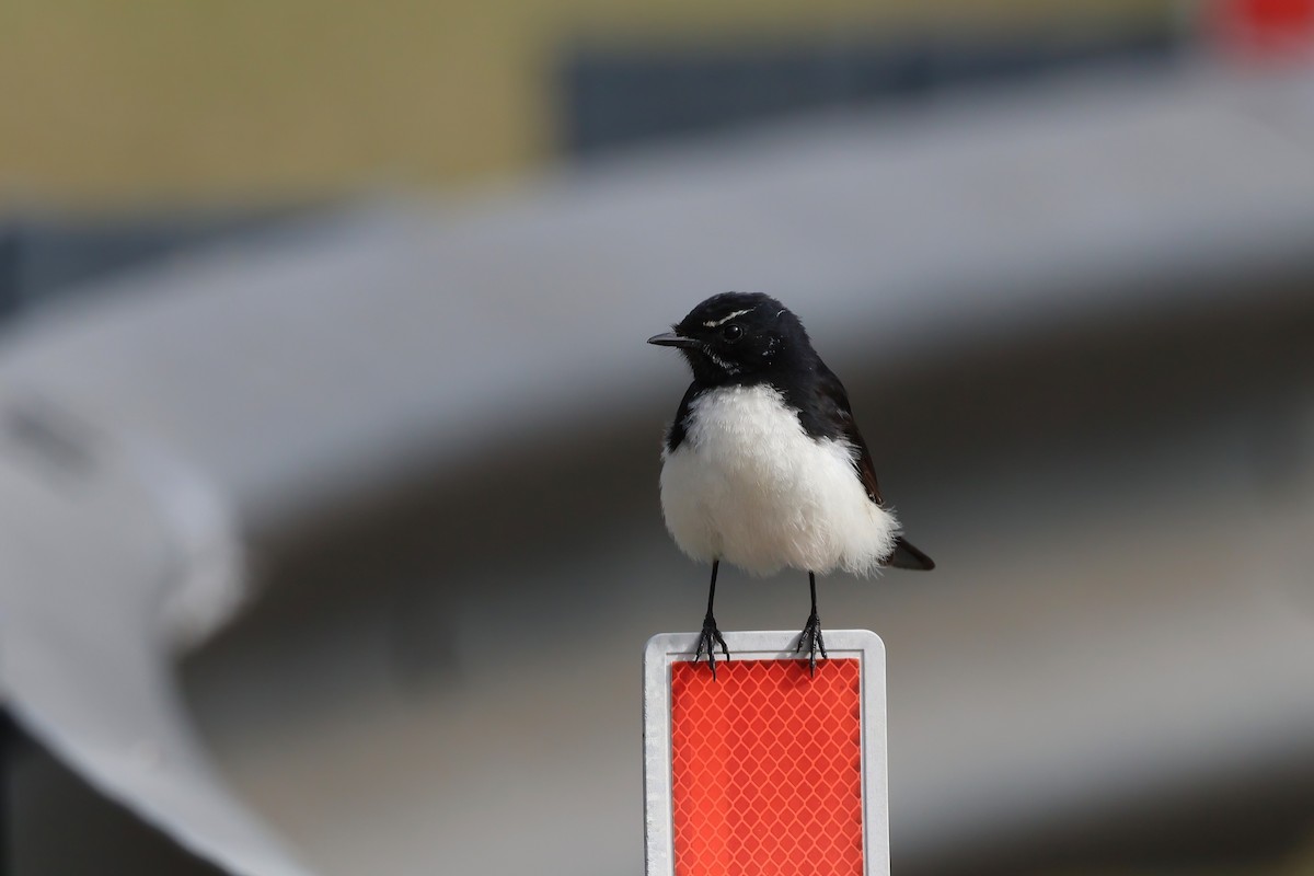 Willie-wagtail - ML638995927