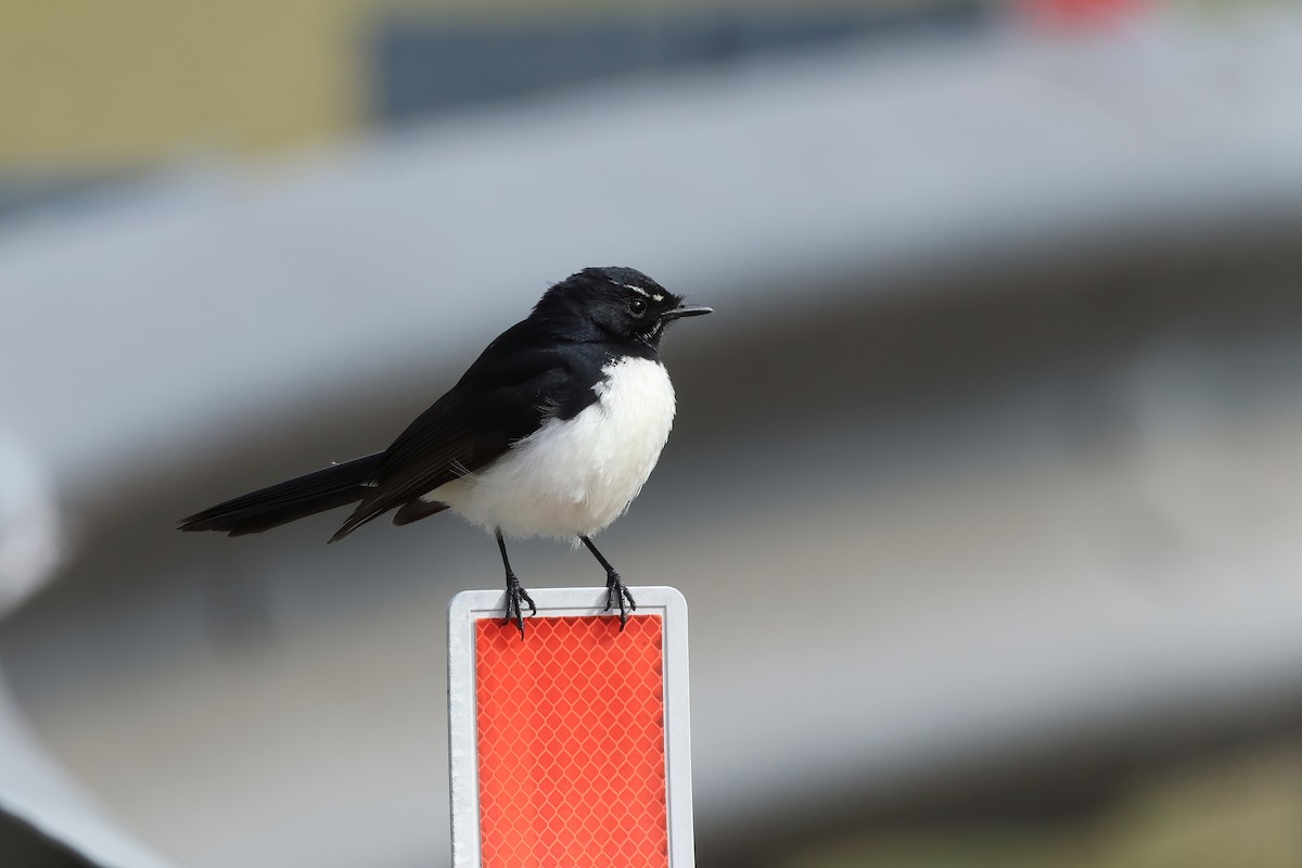 Willie-wagtail - ML638995928