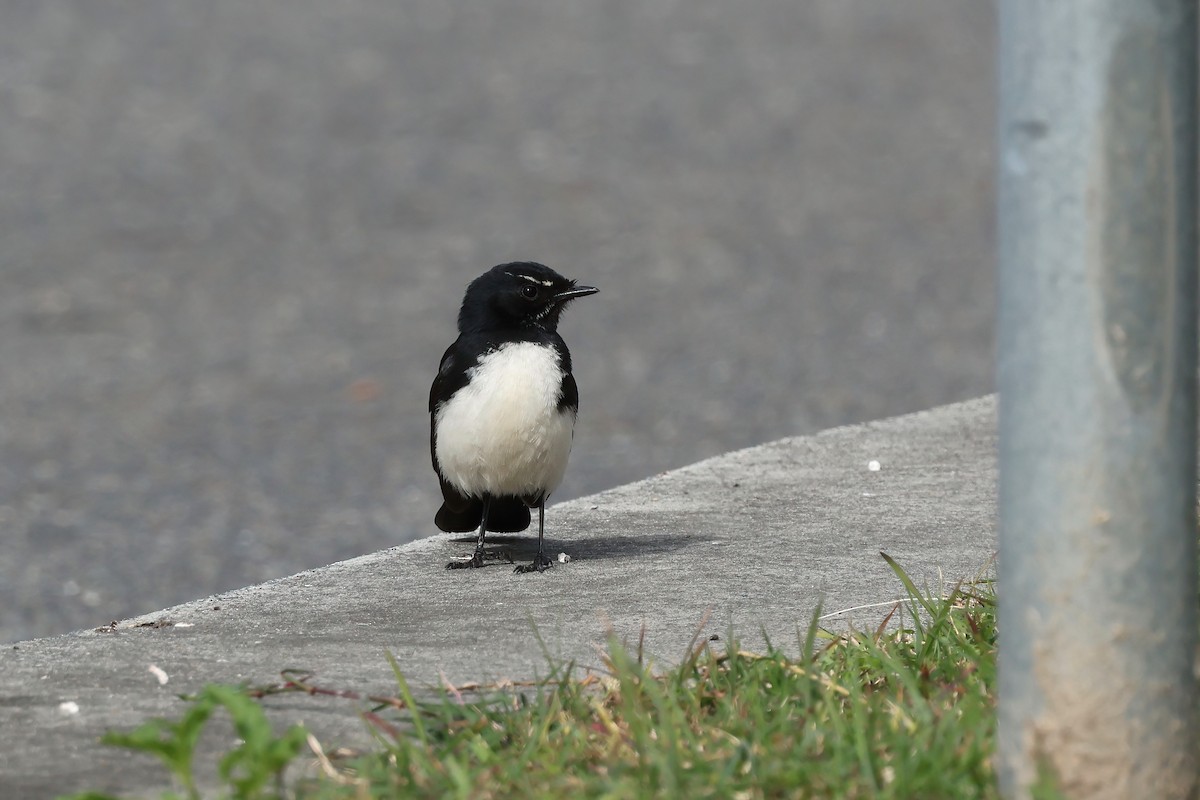 Willie-wagtail - ML638995929