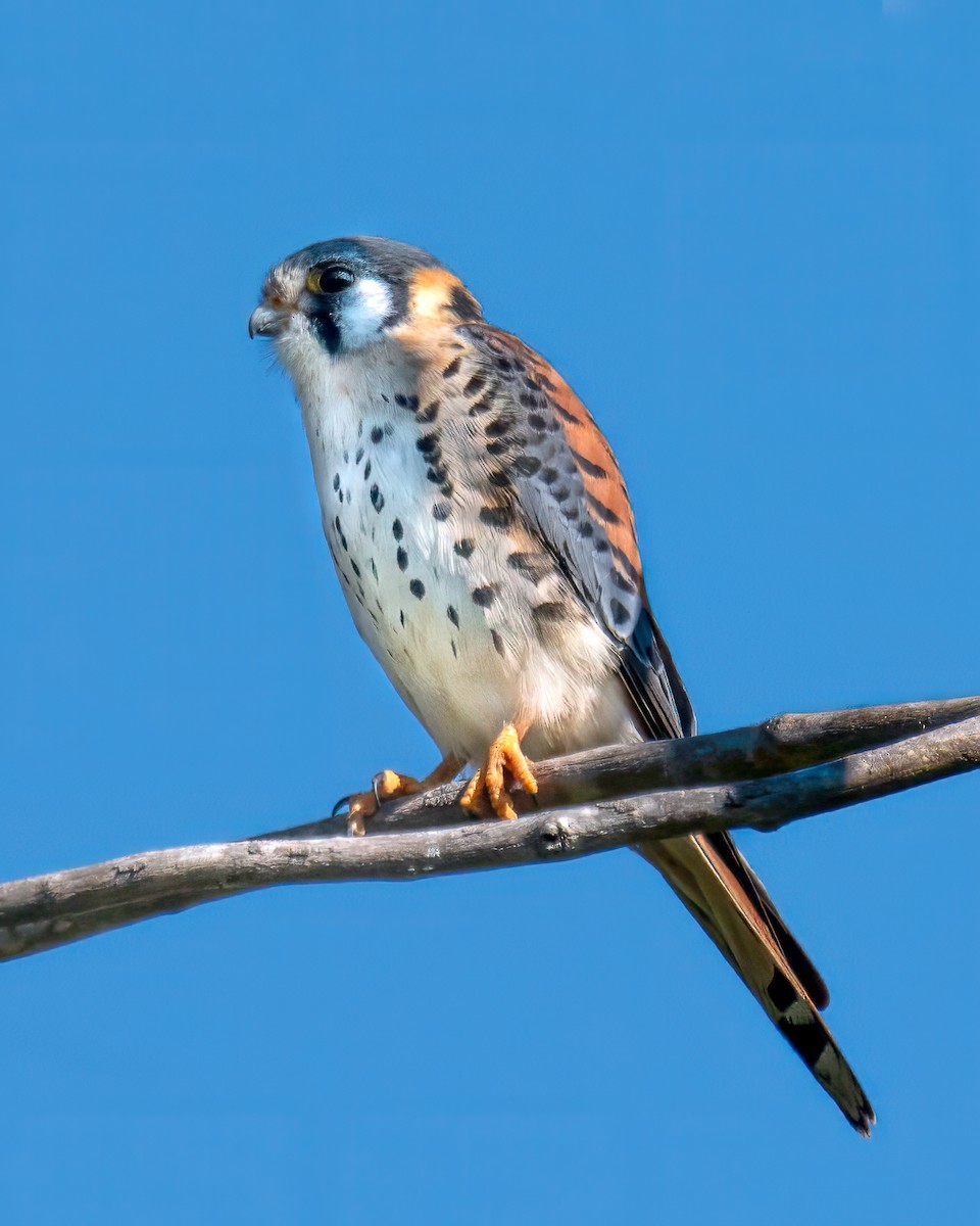 American Kestrel - ML638995931