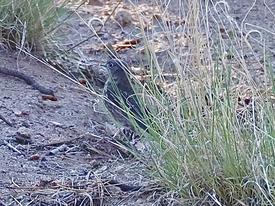 Western Bluebird - ML638995932