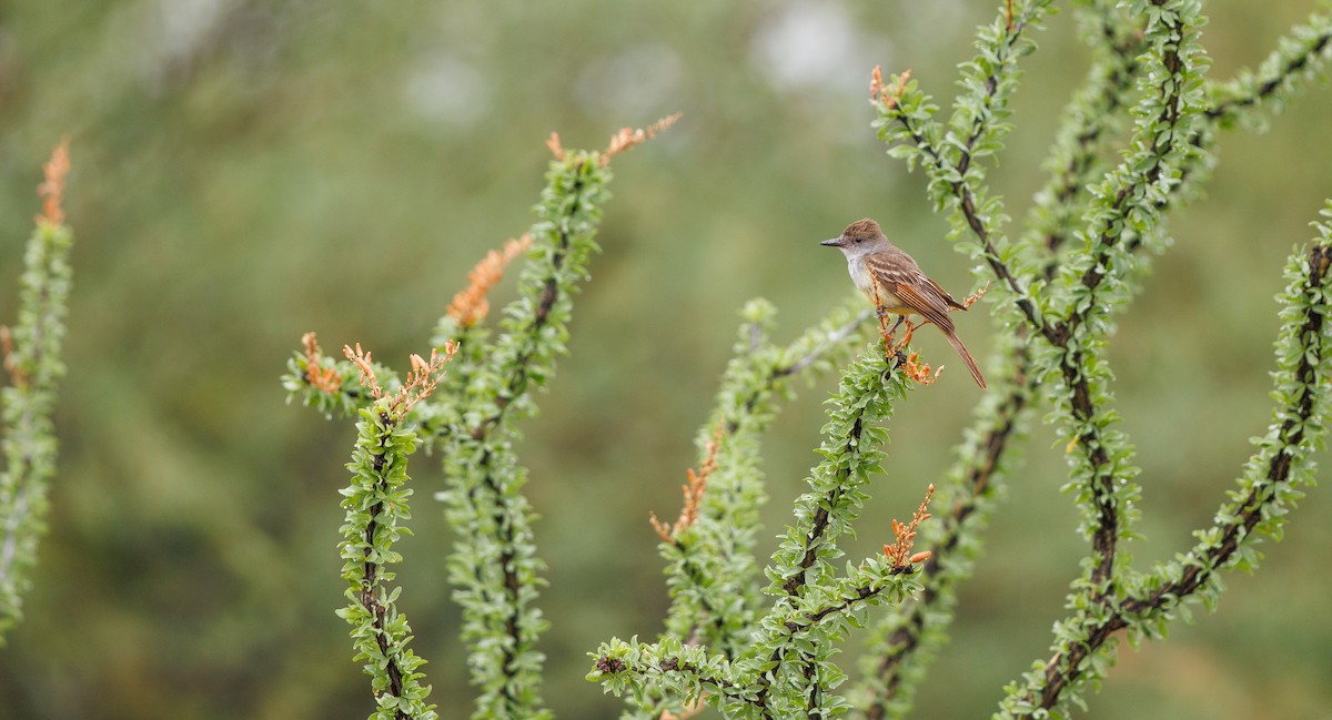 Brown-crested Flycatcher - ML638995938