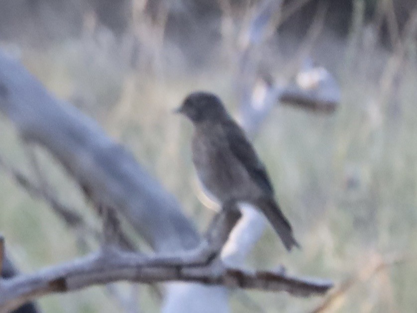 Western Bluebird - ML638995939