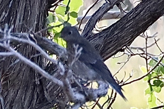 Western Bluebird - ML638995943