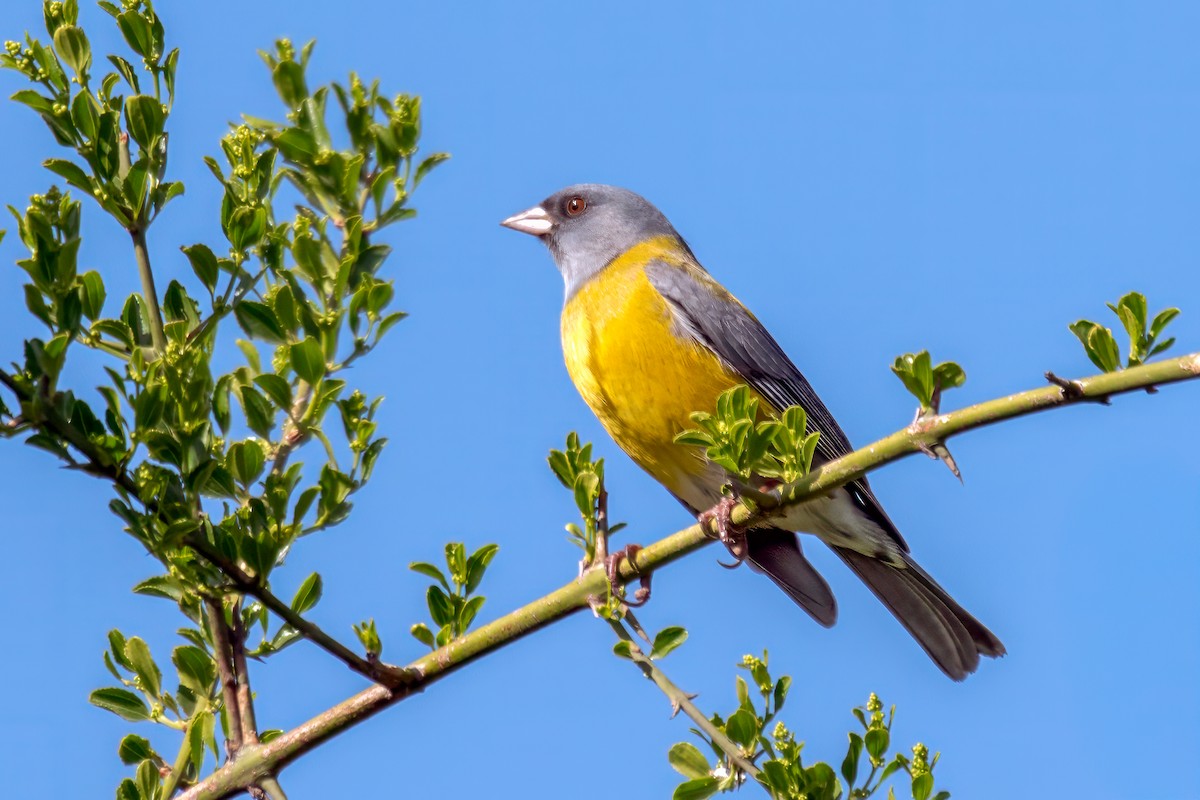 Gray-hooded Sierra Finch - ML638995945