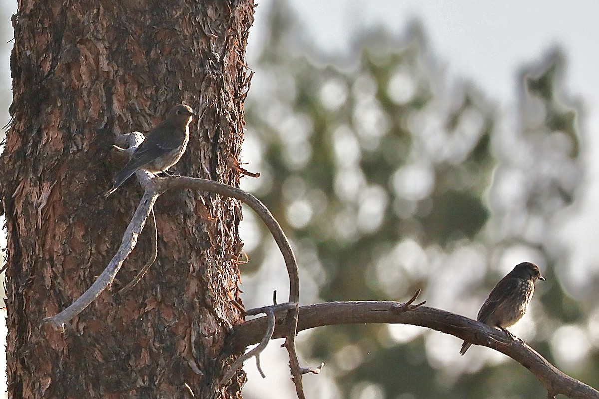 Western Bluebird - ML638995946