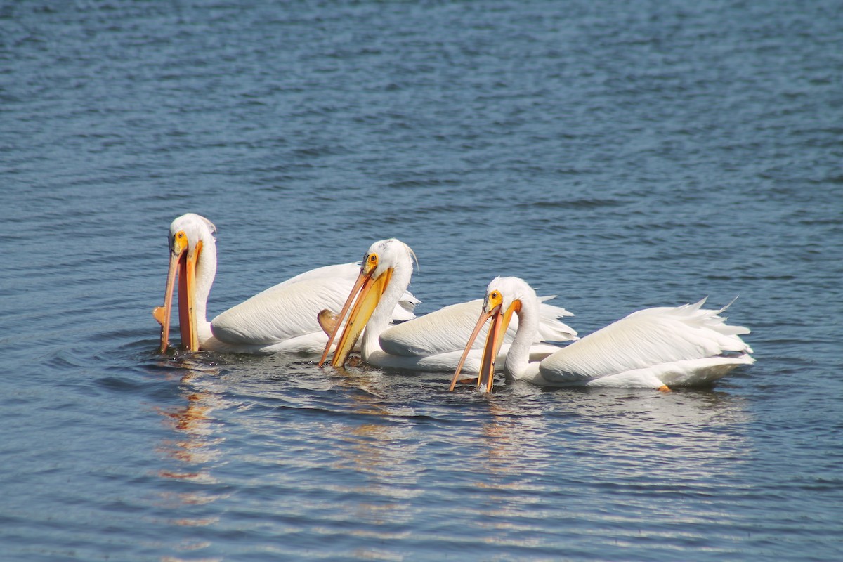 American White Pelican - ML638995948