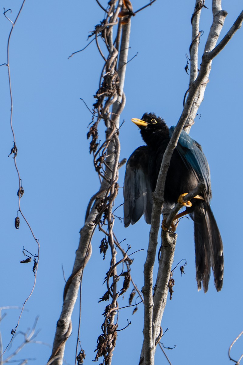 Yucatan Jay - ML638995949