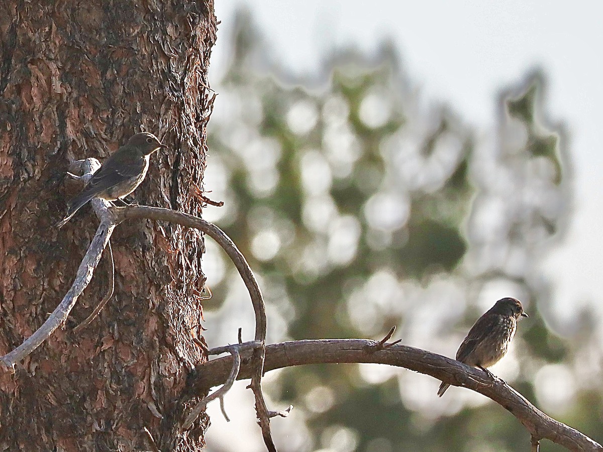 Western Bluebird - ML638995950