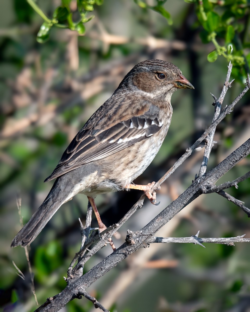 Mourning Sierra Finch - ML638995952