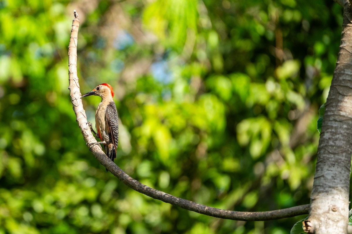 Golden-fronted Woodpecker - ML638995953