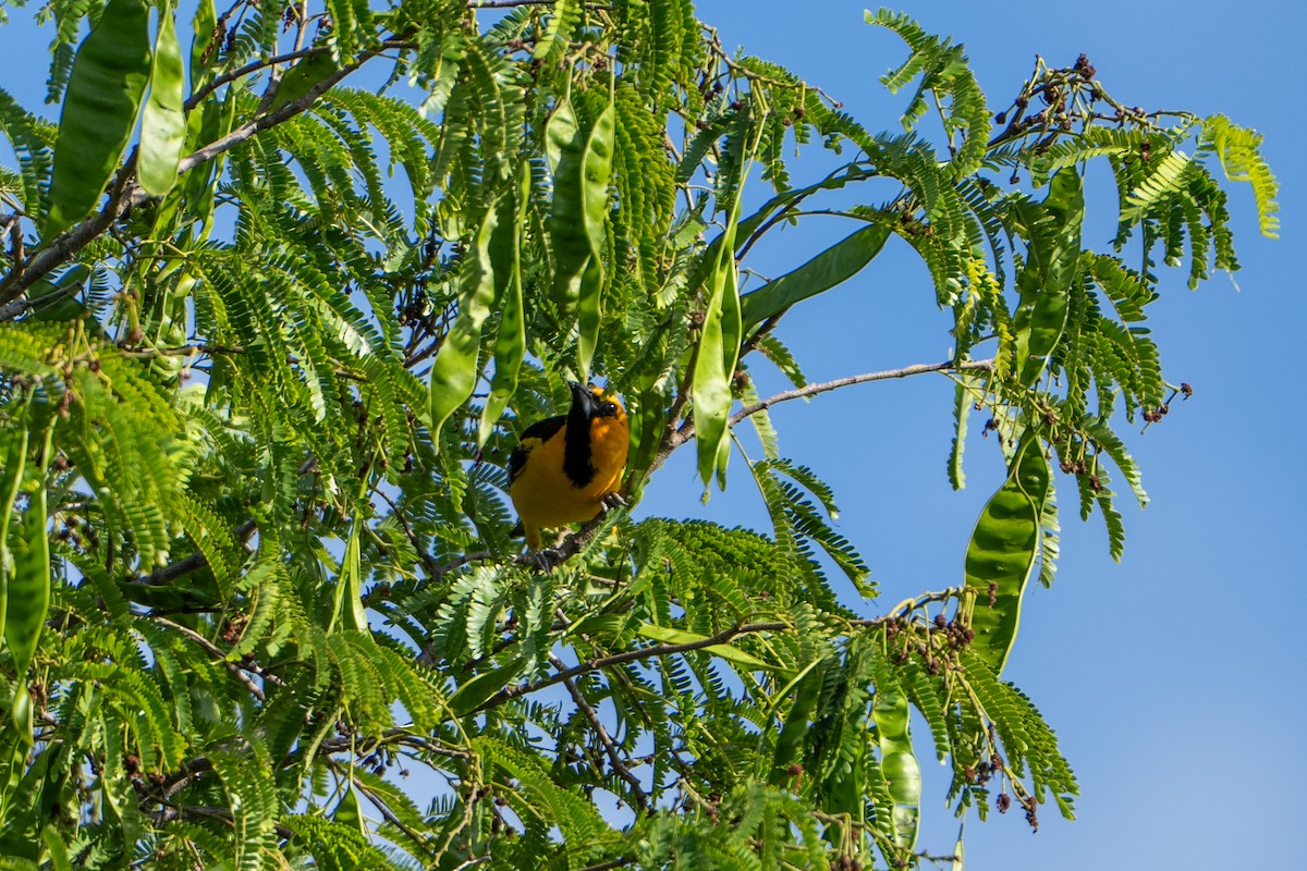 Altamira Oriole - ML638995956
