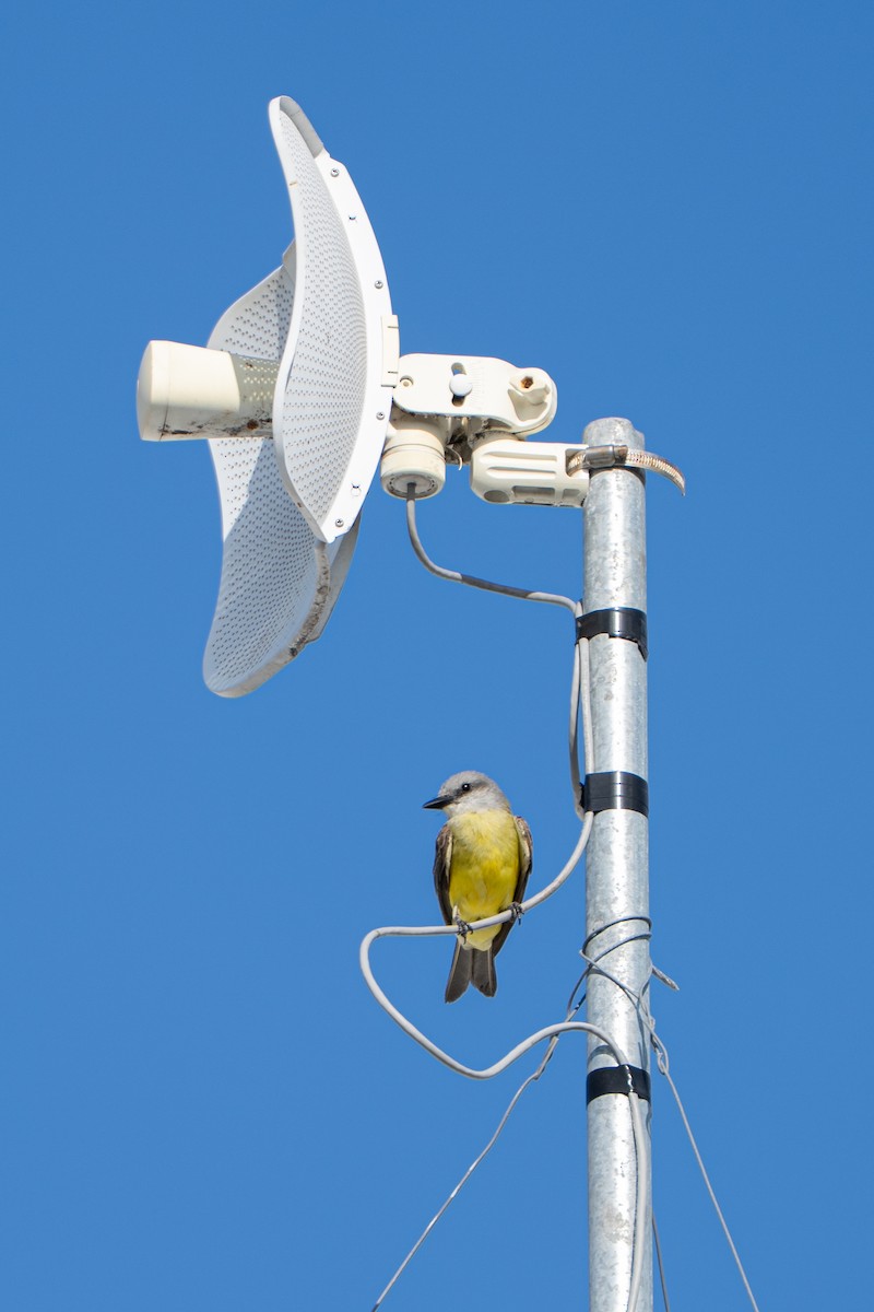 Couch's Kingbird - ML638995960