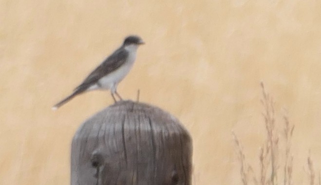 Eastern Kingbird - ML638995961
