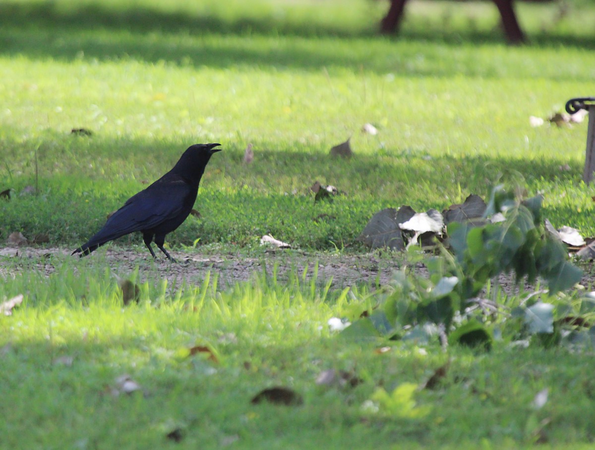 American Crow - ML638995963