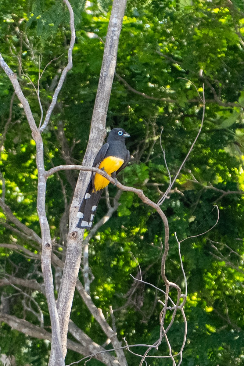 Black-headed Trogon - ML638995964