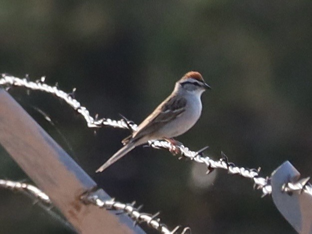 Chipping Sparrow - ML638995976