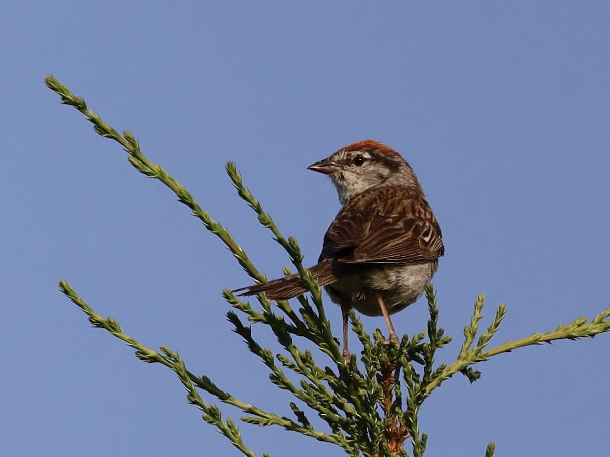 Chipping Sparrow - ML638995979
