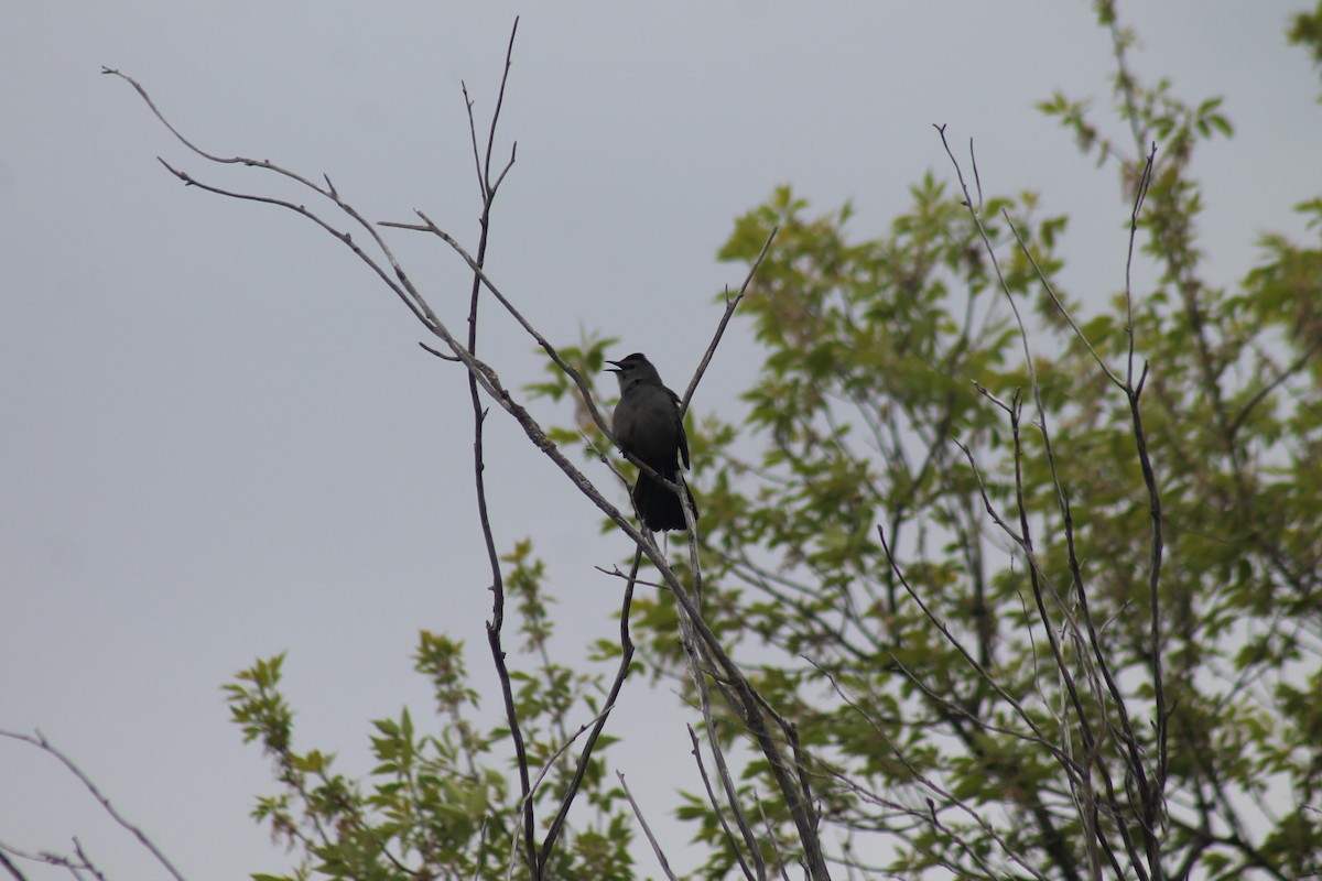 Gray Catbird - ML638995982