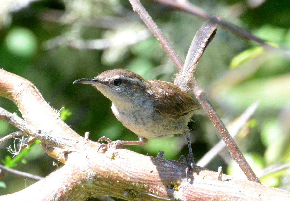 Bewick's Wren - ML638996008