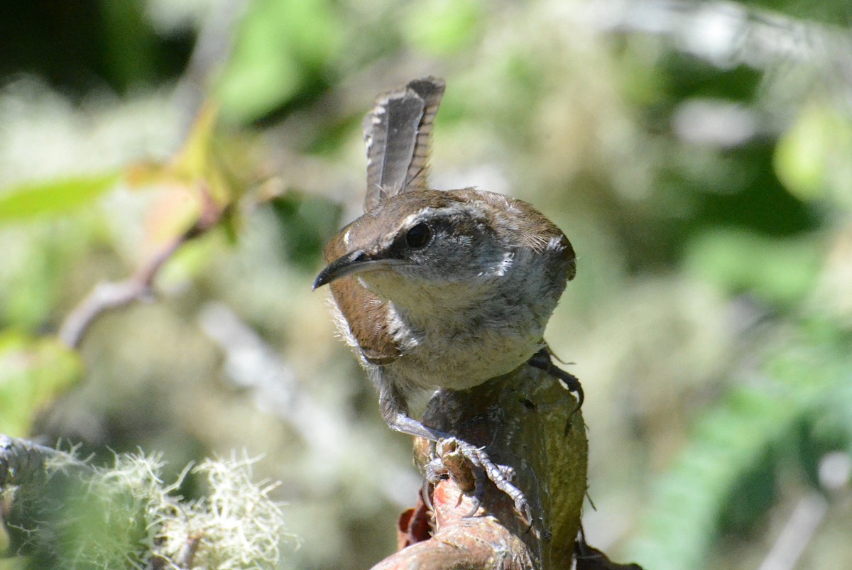 Bewick's Wren - ML638996009