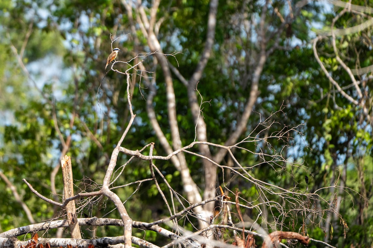 Great Kiskadee - ML638996012
