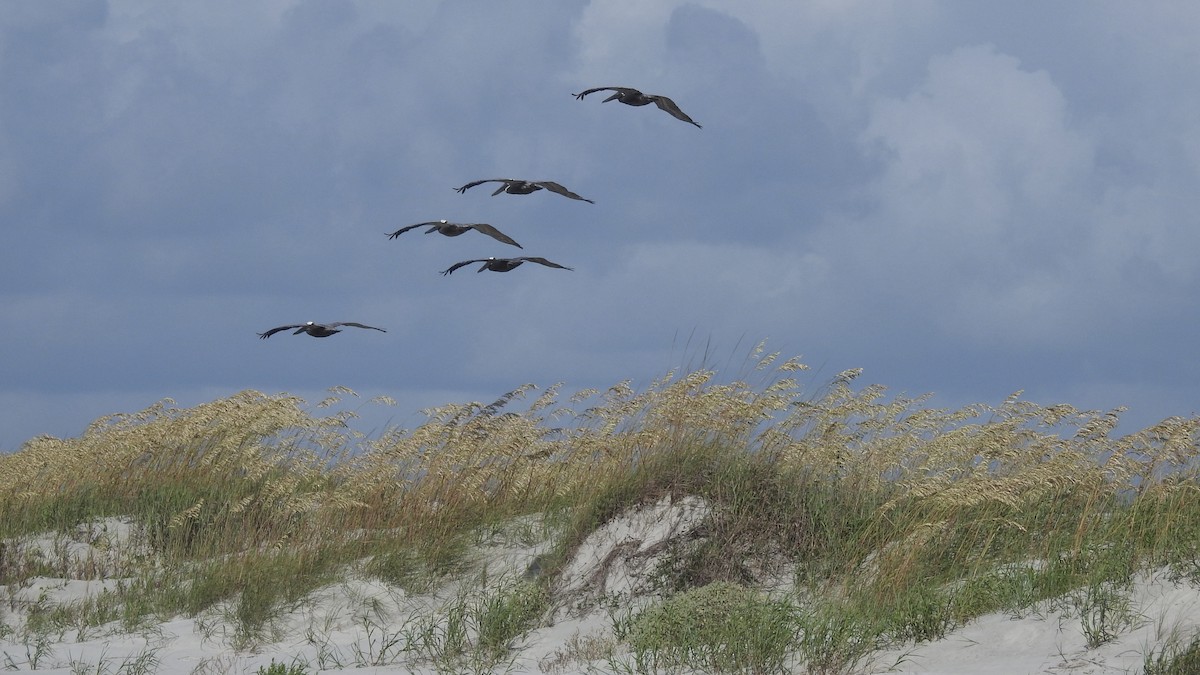Brown Pelican - ML638996016